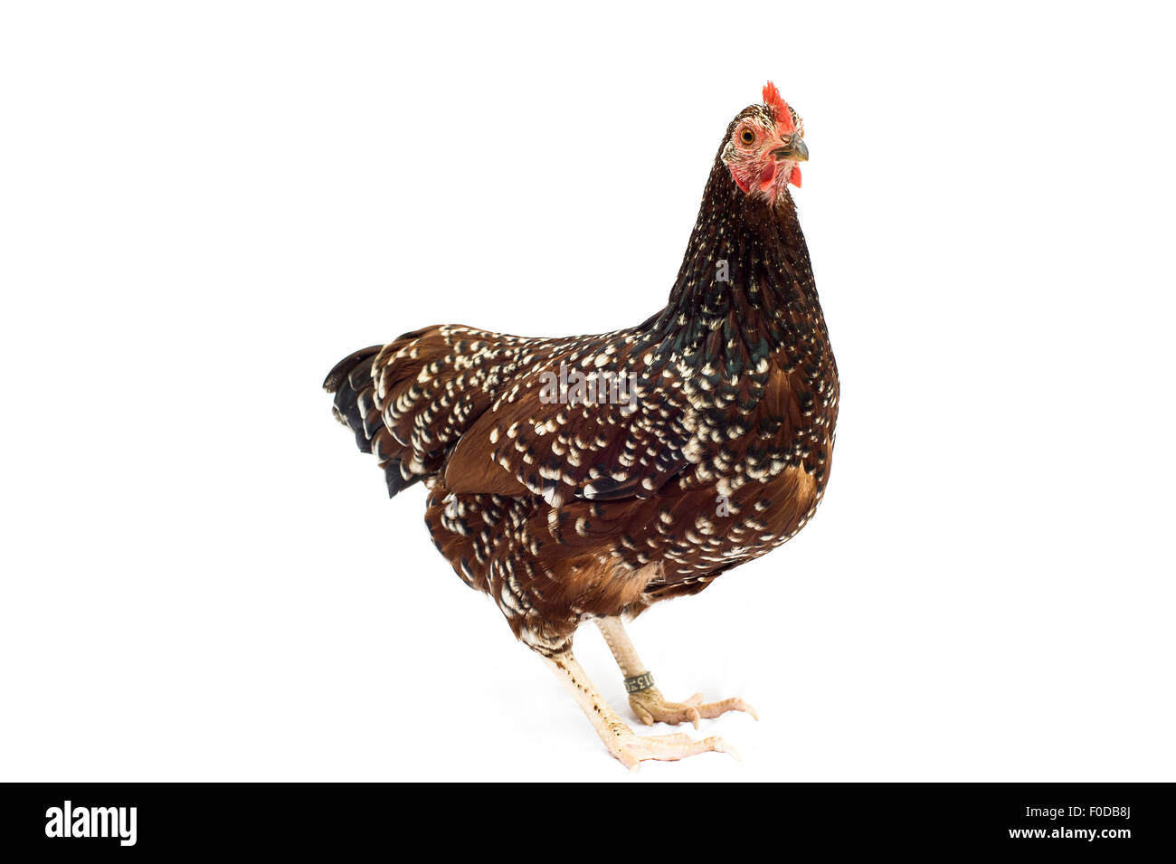Sussex chicken breed Stock Photo