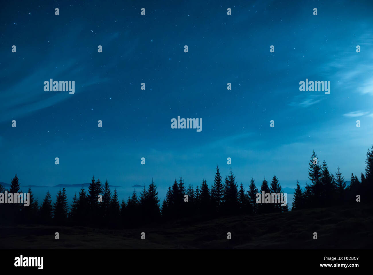 Forest of pine trees under moon and blue dark night sky with many stars ...