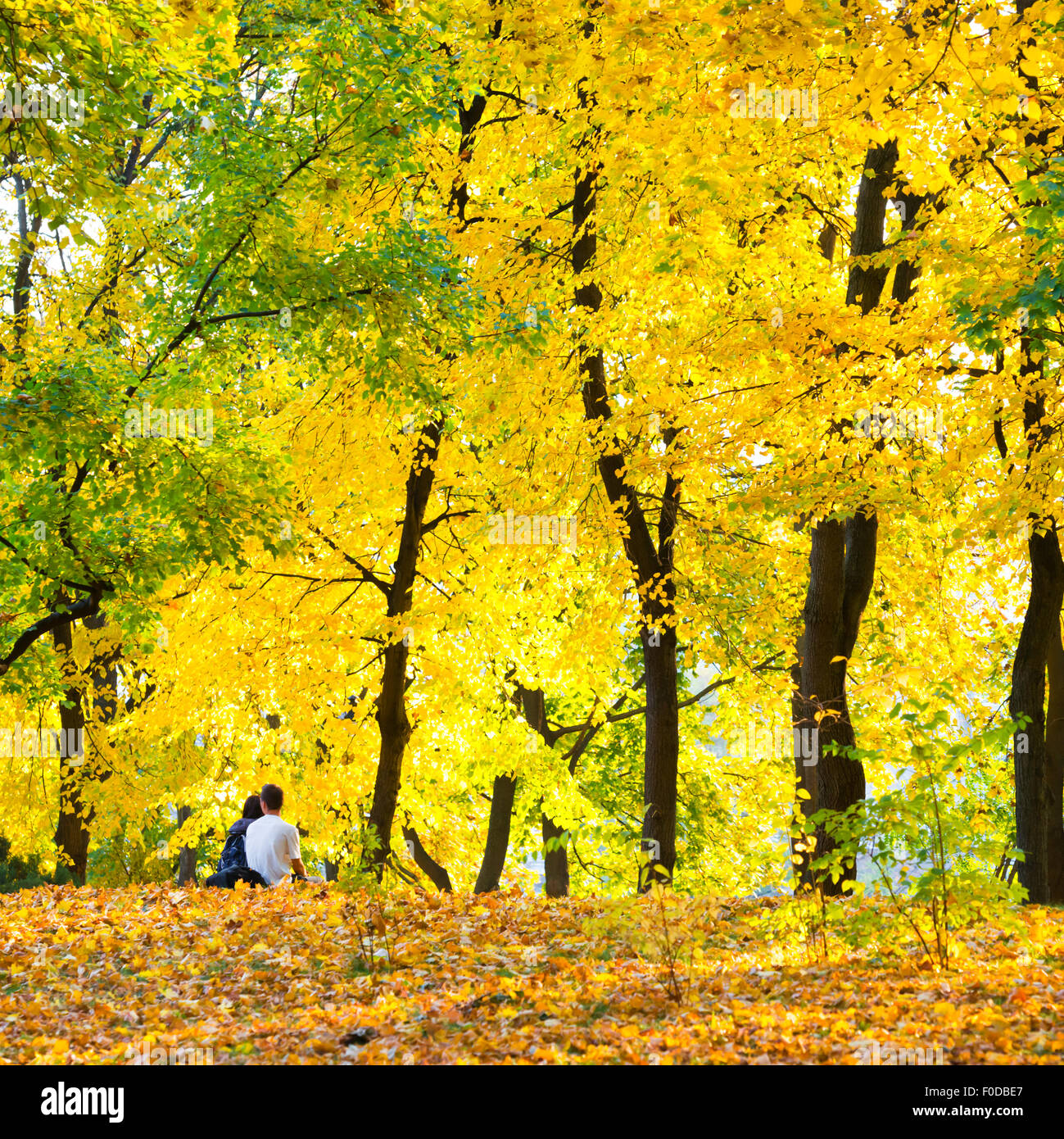 Autumn forest or park with bright yellow trees Stock Photo - Alamy