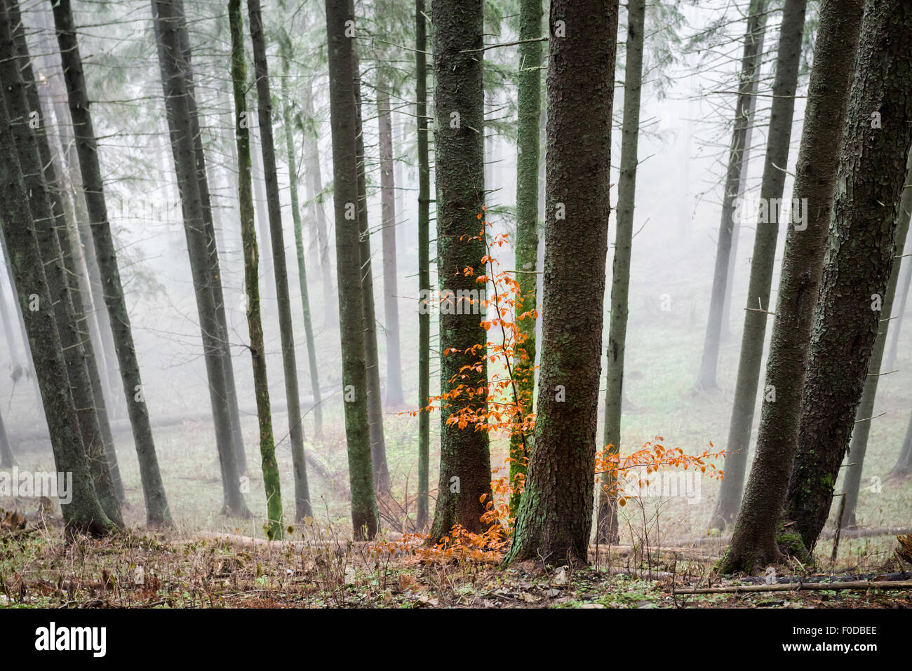 Mysterious fog in the green forest with pine trees. Orange leaves in a ...