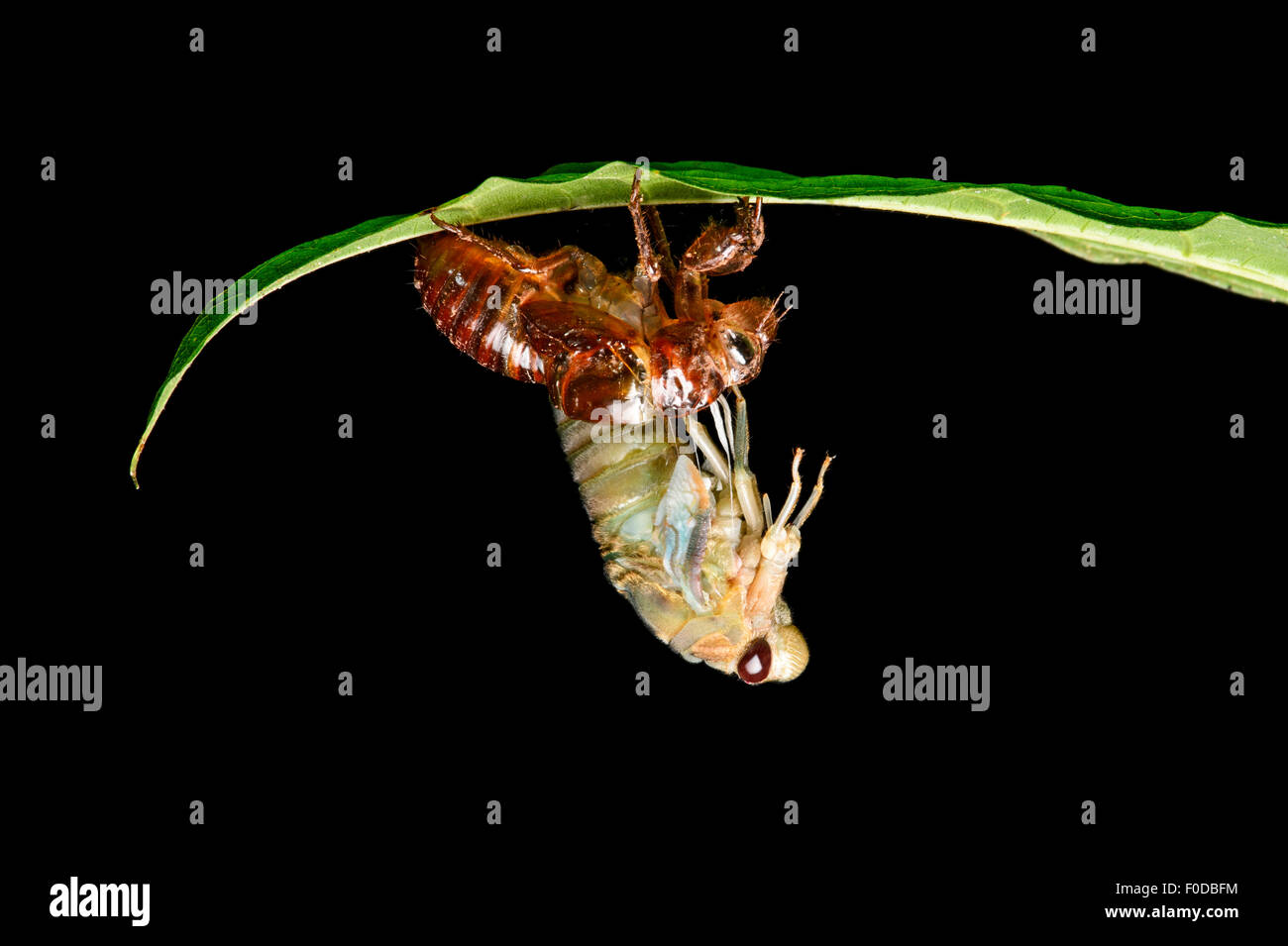 Hatching of a cicada (Cicadidae), Amazon rainforest, Yasuni National Park, Ecuador Stock Photo