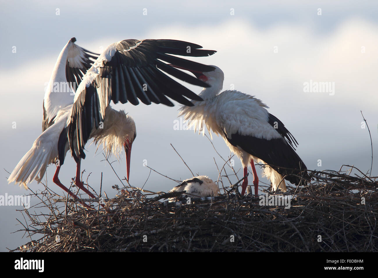 White Storks (Ciconia ciconia), 2 adults, one just returned to the nest, with young in the nest, Trujillo, Extremadura, Spain. Stock Photo