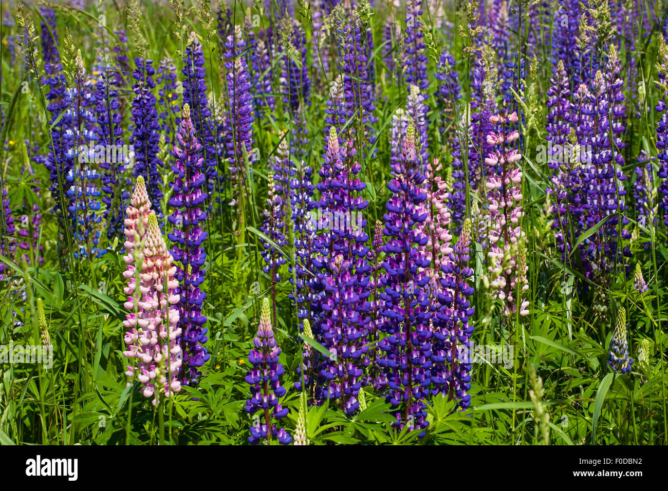Wild Lupins (Lupinus) growing in a meadow, Lac-Brome, Brome Lake, Quebec, Canada Stock Photo