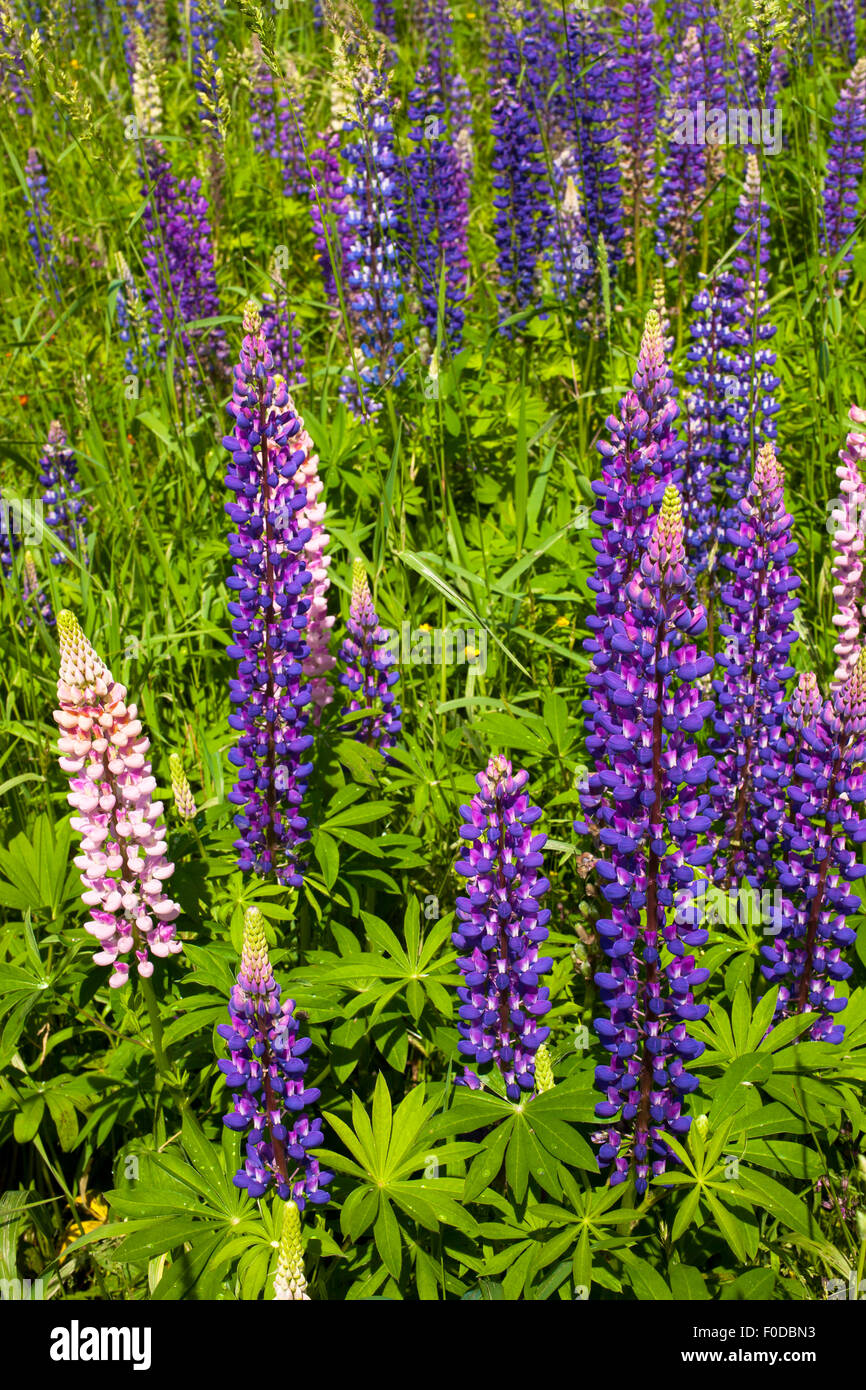 Wild Lupins (Lupinus) growing in a meadow, Lac-Brome, Brome Lake, Quebec, Canada Stock Photo