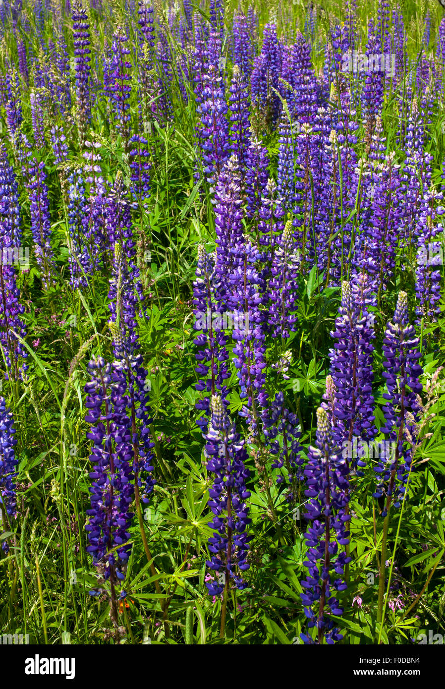 Wild Lupins (Lupinus) growing in a meadow, LacBrome, Brome Lake
