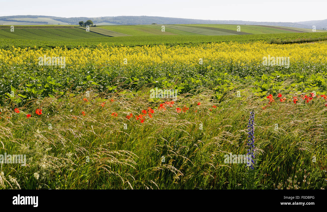 Fields in Harmannsdorf, Weinviertel, Lower Austria, Austria Stock Photo