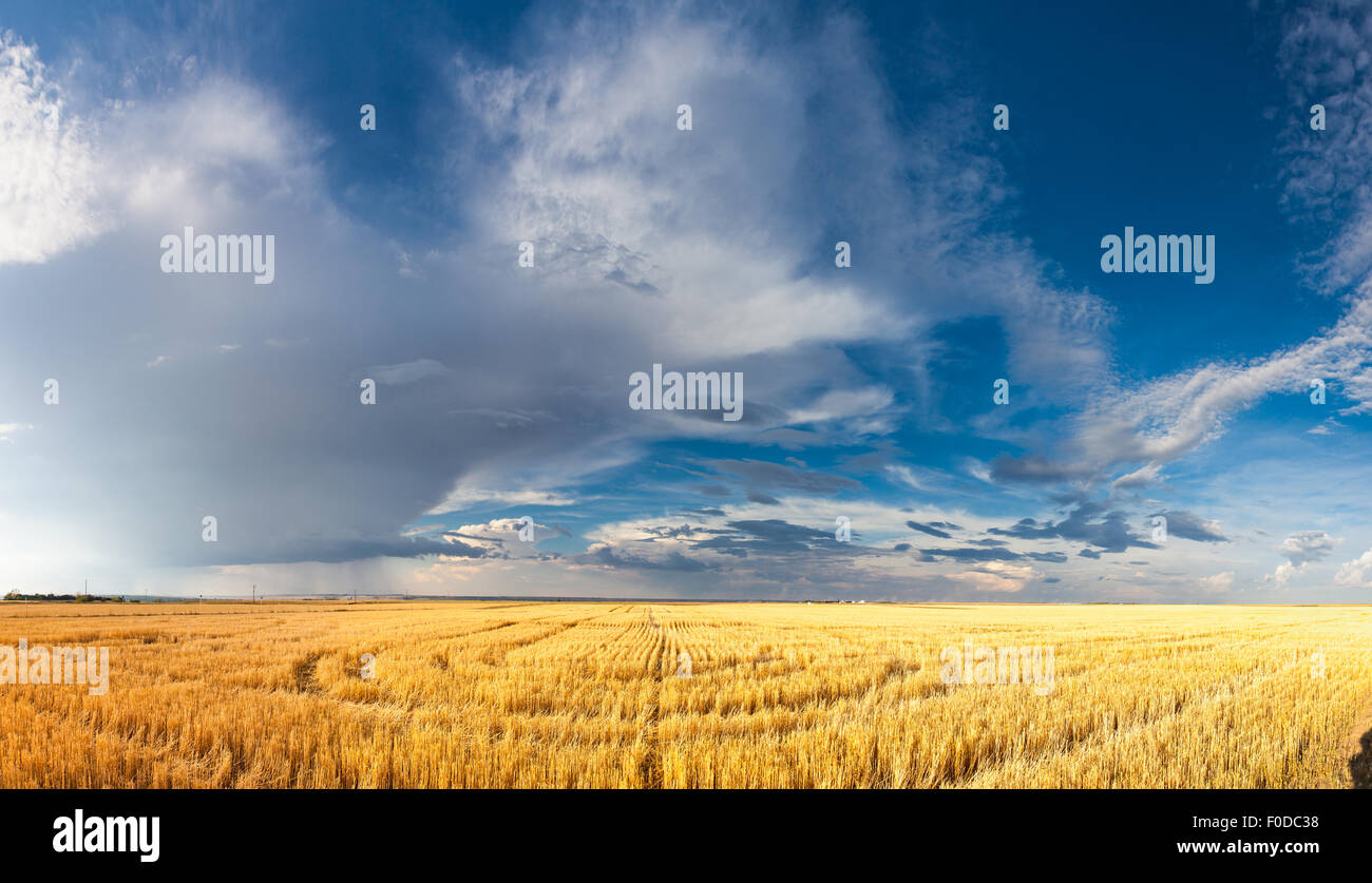 Wheat stubble in Saskatchewan prairies field, Canada Stock Photo