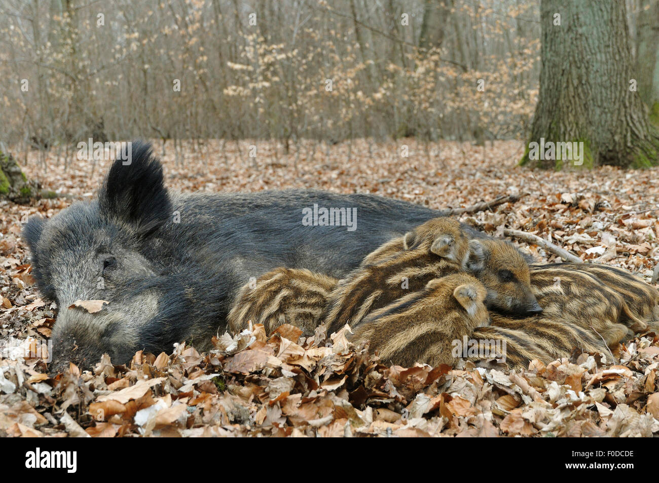 Wild boar (Sus scrofa), sow suckling piglets, captive, North Rhine-Westphalia, Germany Stock Photo
