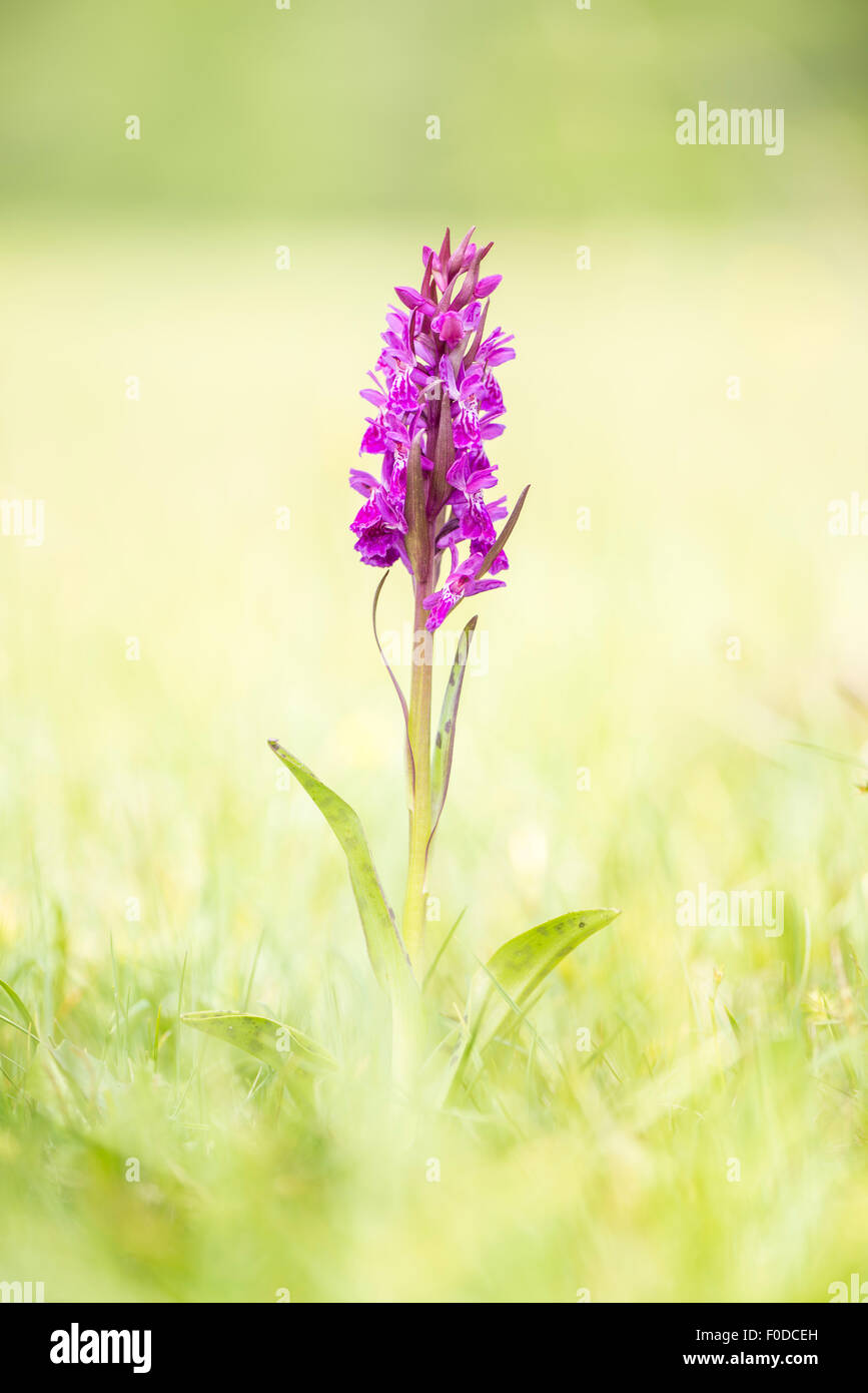 Western marsh orchid (Dactylorhiza majalis), Wurzeralm, Upper Austria, Austria Stock Photo