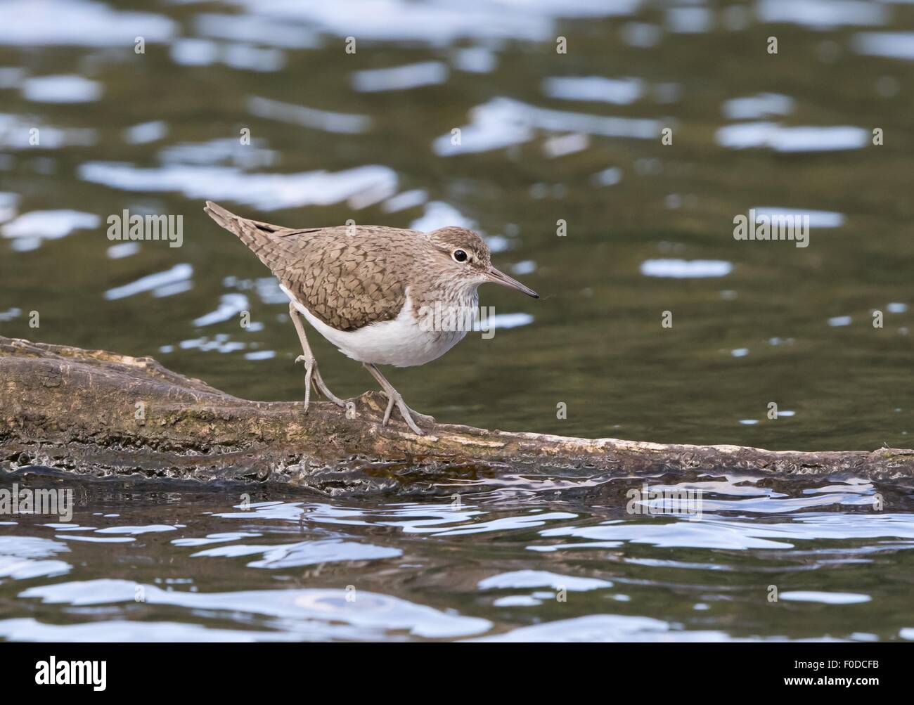Sandpiper (Actitis hypoleucos) on a tree trunk in the water, Hesse, Germany Stock Photo