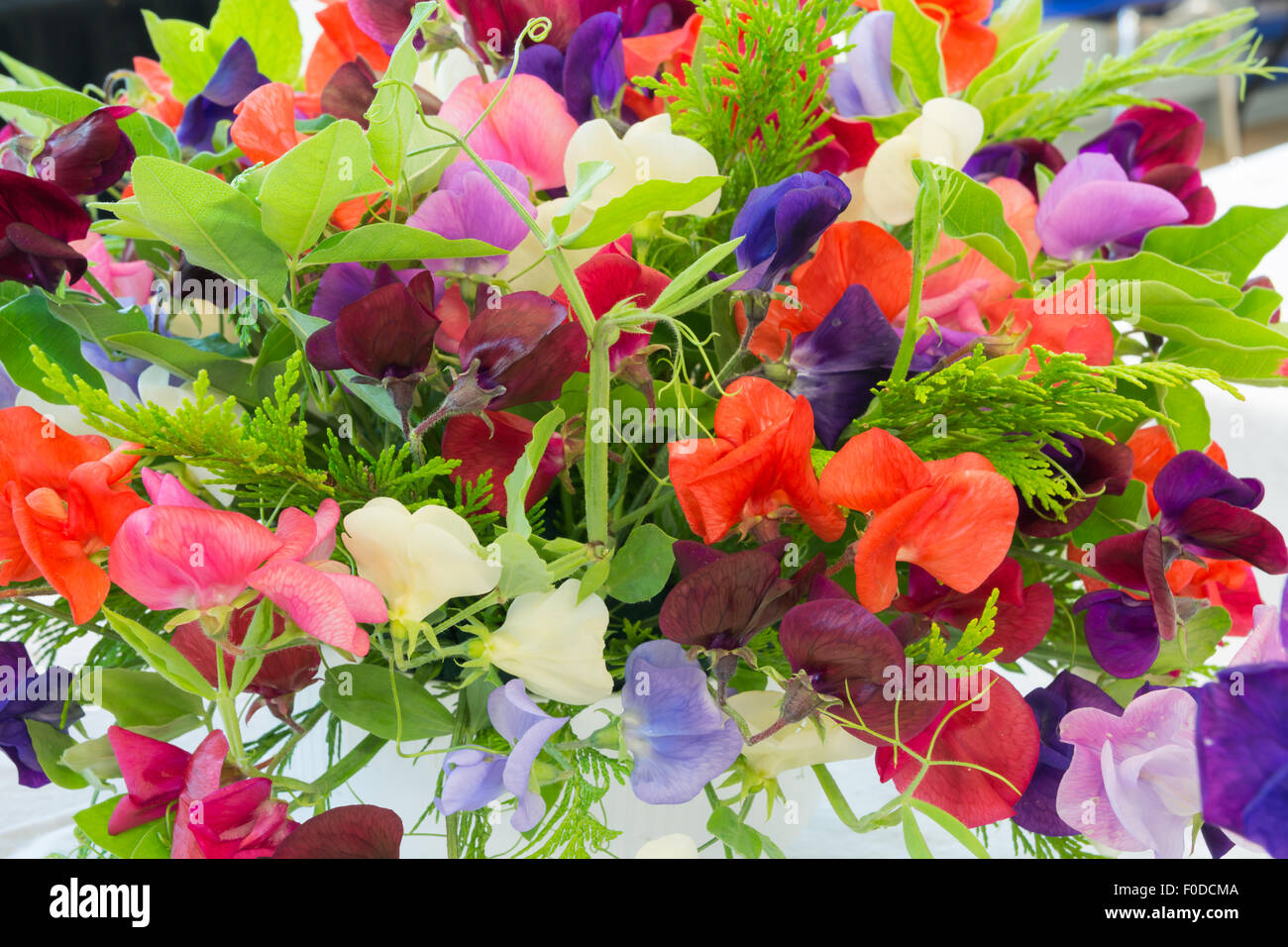 Sweet Pea arrangement Stock Photo