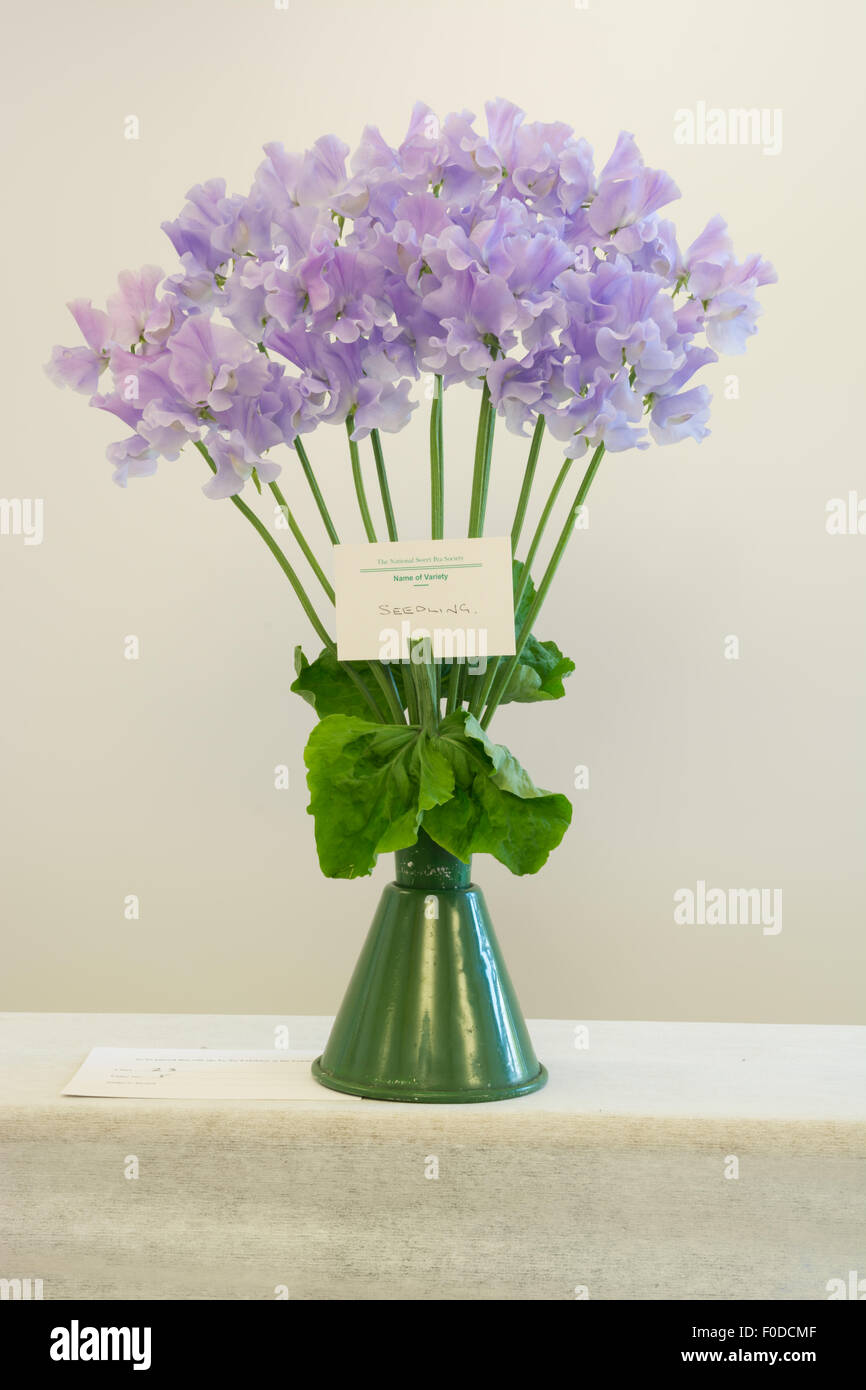 Spencer Sweet Peas in a show vase Stock Photo
