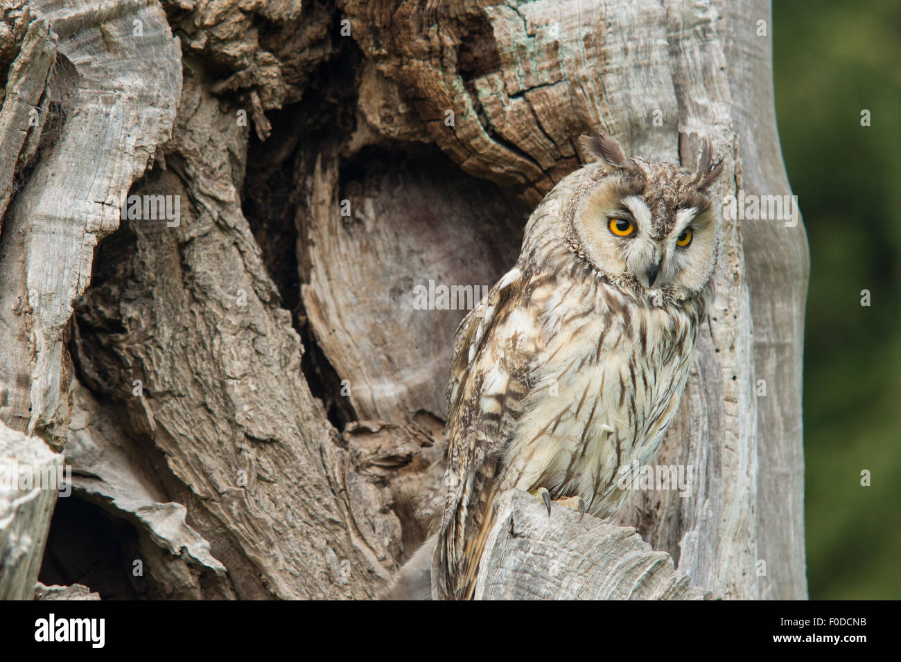 Long Eared Owl - Asio otus Stock Photo