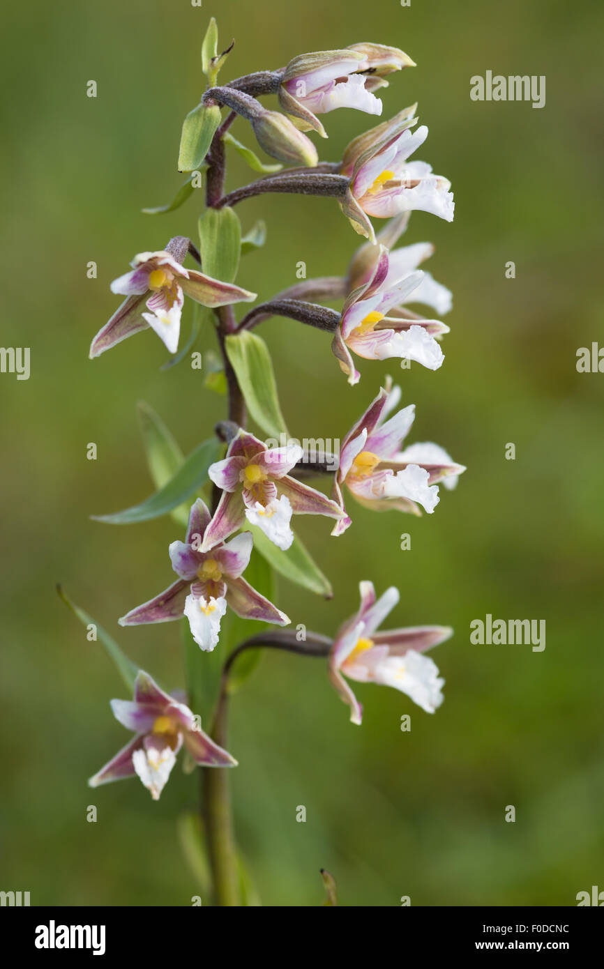 Marsh helleborine - Epipactis palustris Stock Photo