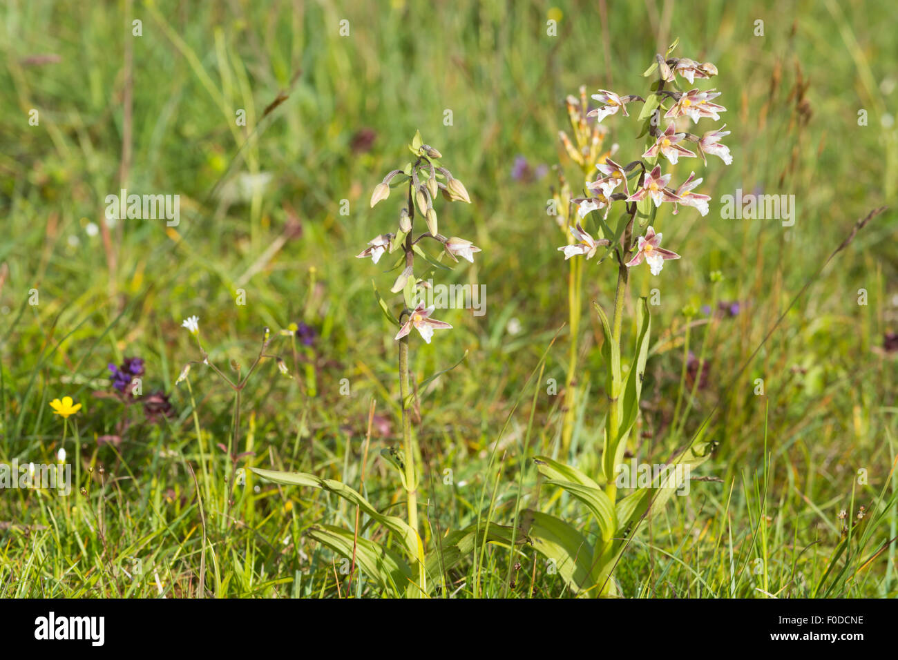 Marsh helleborine - Epipactis palustris Stock Photo