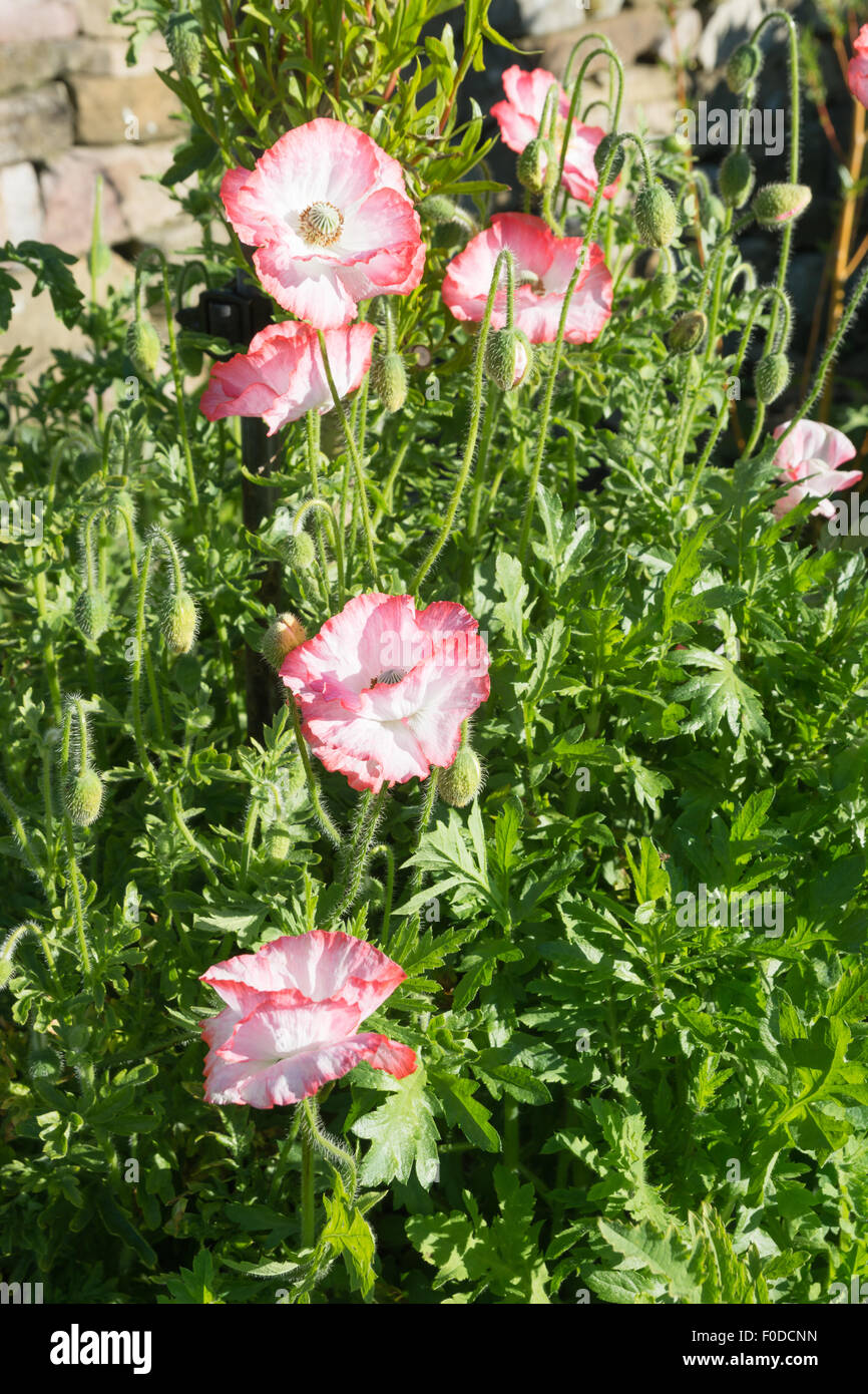 Shirley poppy plants in flower Stock Photo Alamy