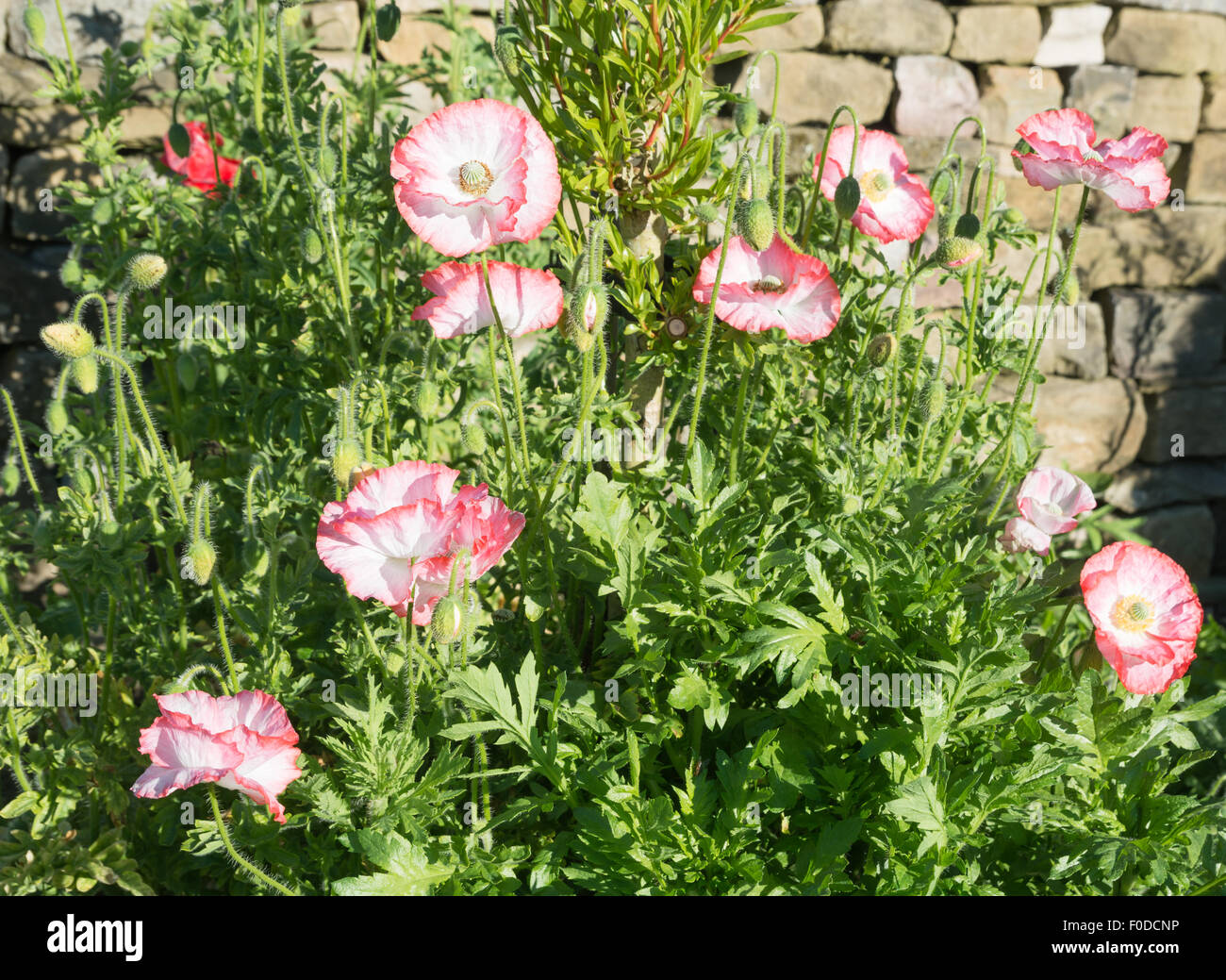 Shirley poppy plants in flower Stock Photo Alamy