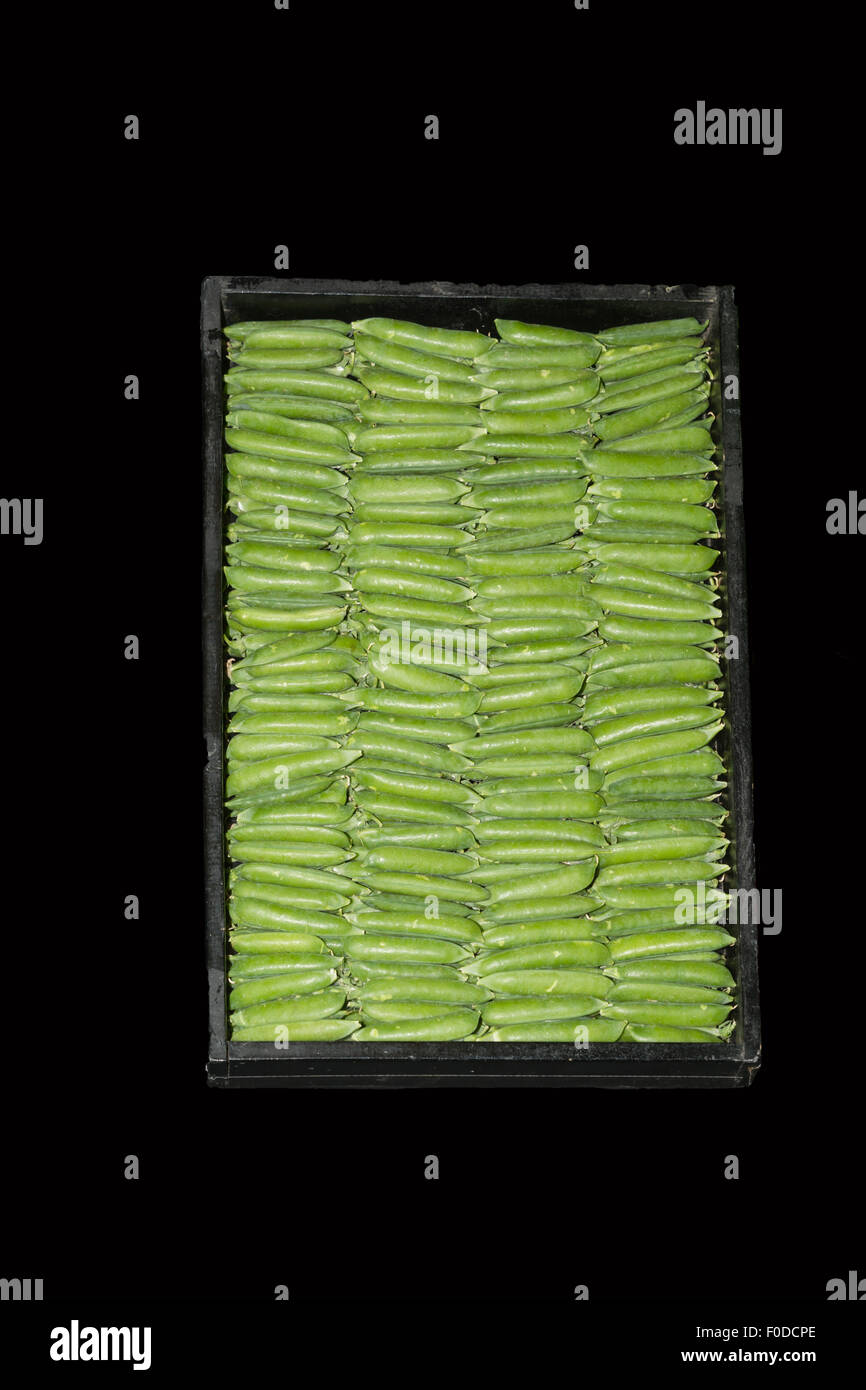 Tray of garden peas Stock Photo