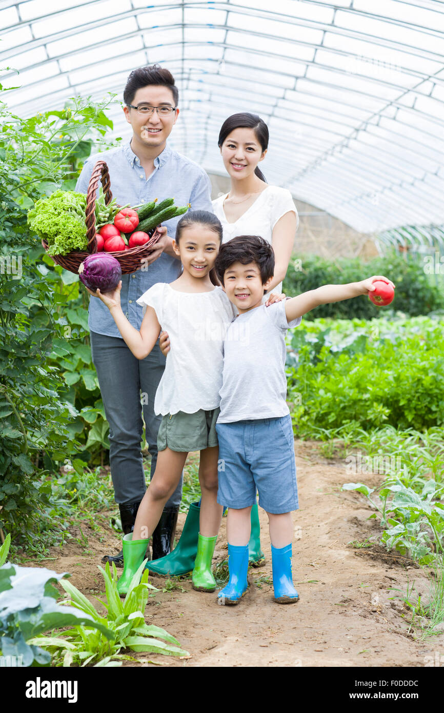 Young family picking vegetables in greenhouse Stock Photo - Alamy