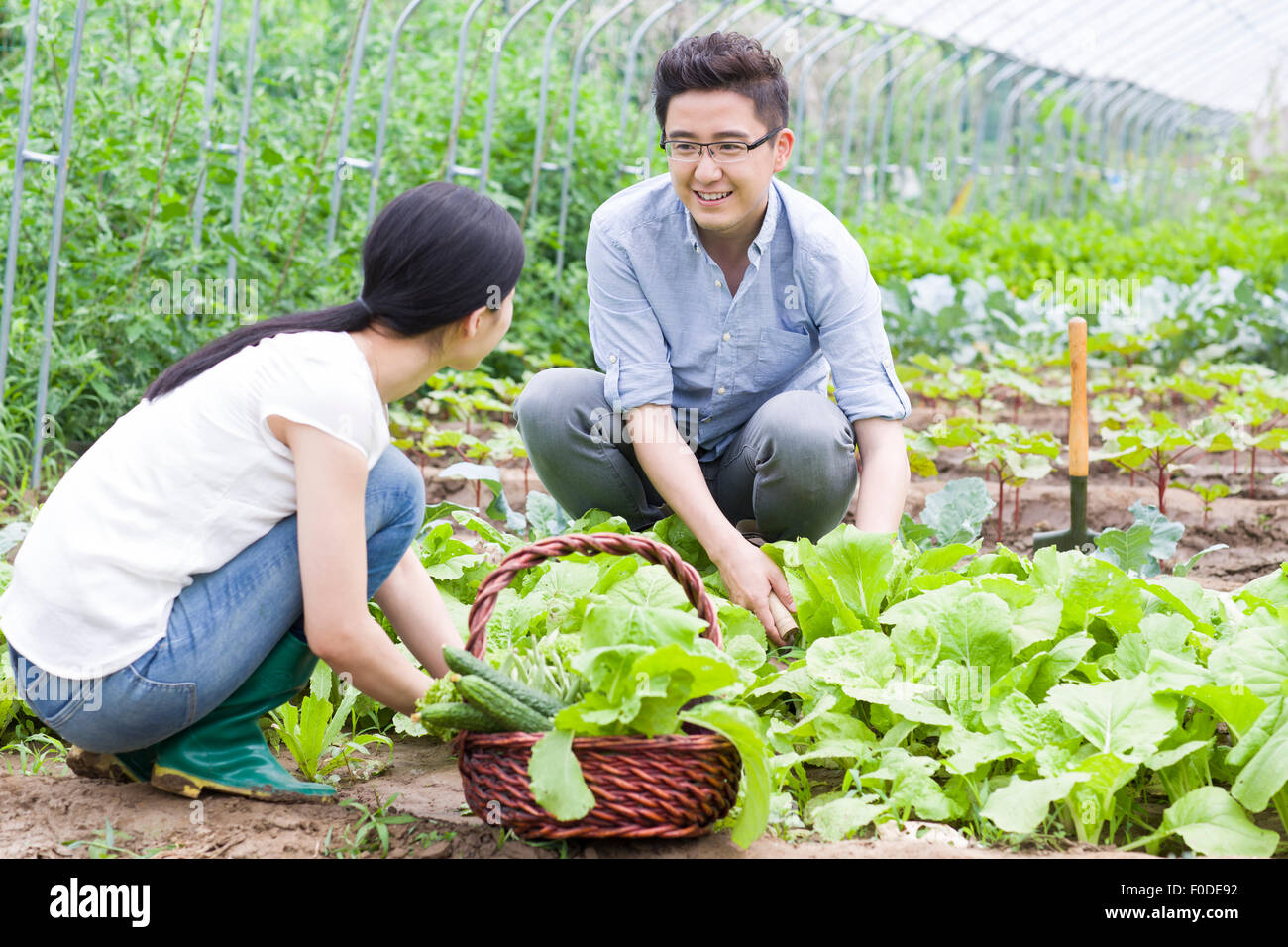 Couple picking vegetables in hi-res stock photography and images - Alamy