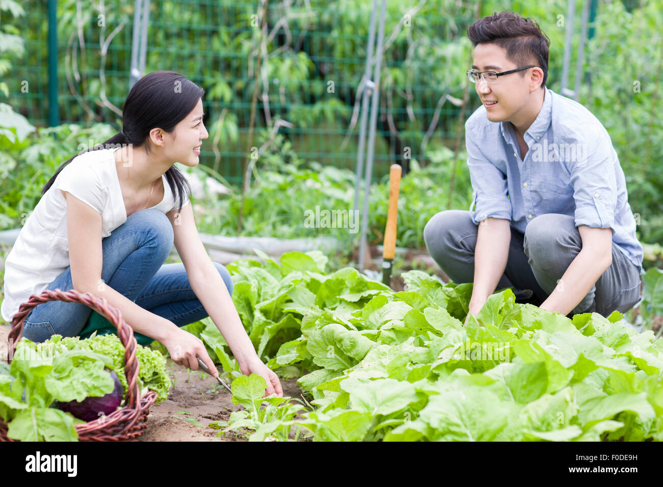 Young couple picking vegetables Stock Photo - Alamy