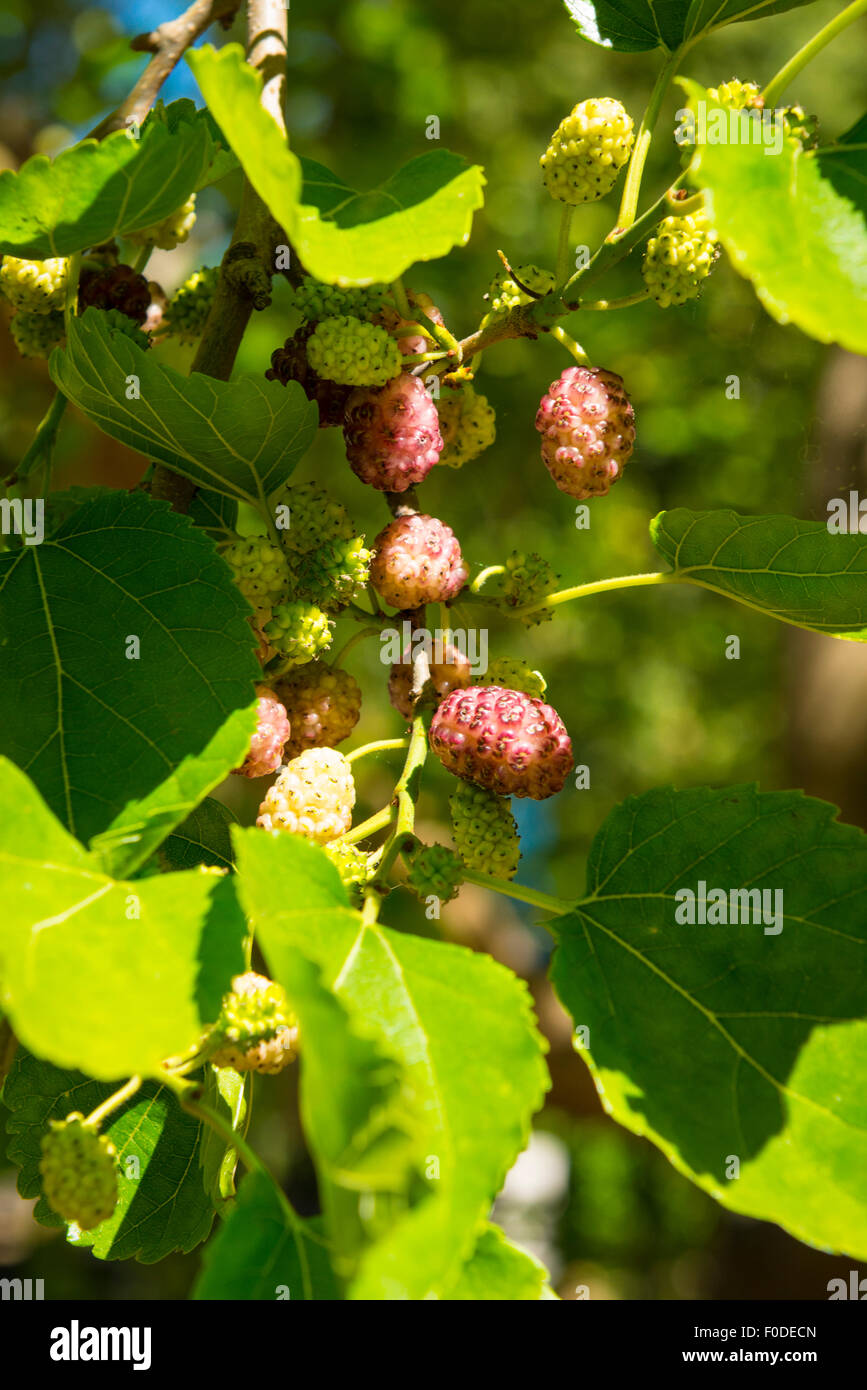 London Southbank Greenwich University Mulberry tree in fruit mulberries
