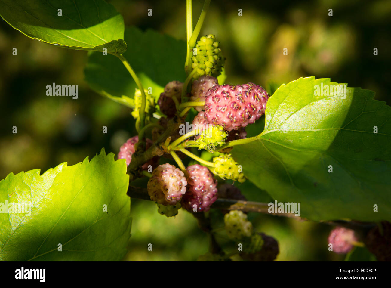 London Southbank Greenwich University Mulberry tree in fruit mulberries