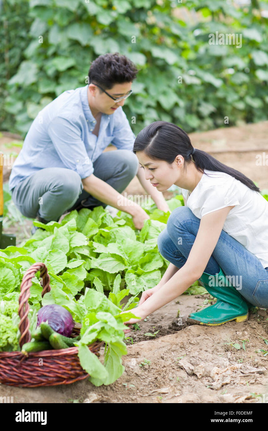Young couple picking vegetables Stock Photo - Alamy