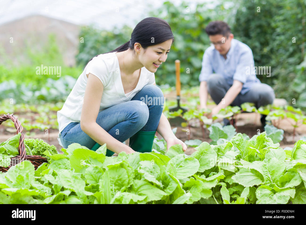Young couple picking vegetables Stock Photo - Alamy