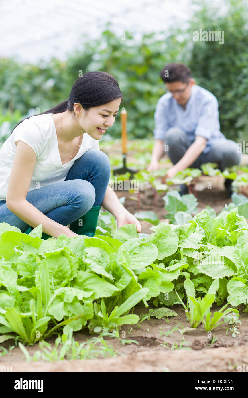 Young couple picking vegetables Stock Photo - Alamy