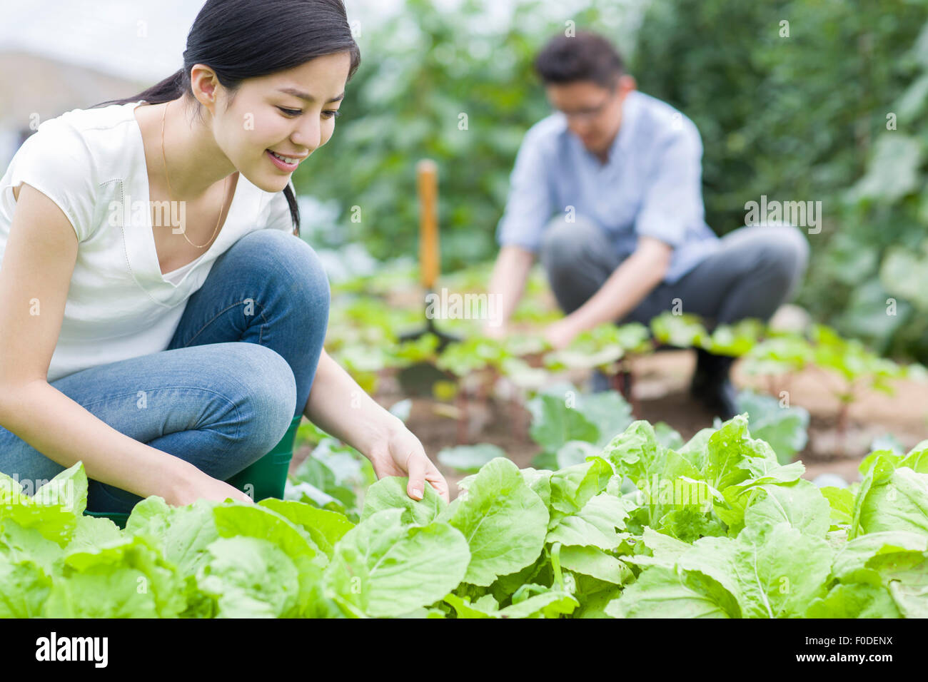 Young couple picking vegetables Stock Photo - Alamy