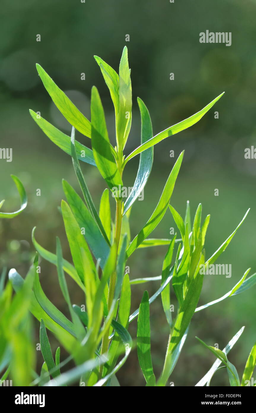 green leaves of tarragon in the garden Stock Photo Alamy