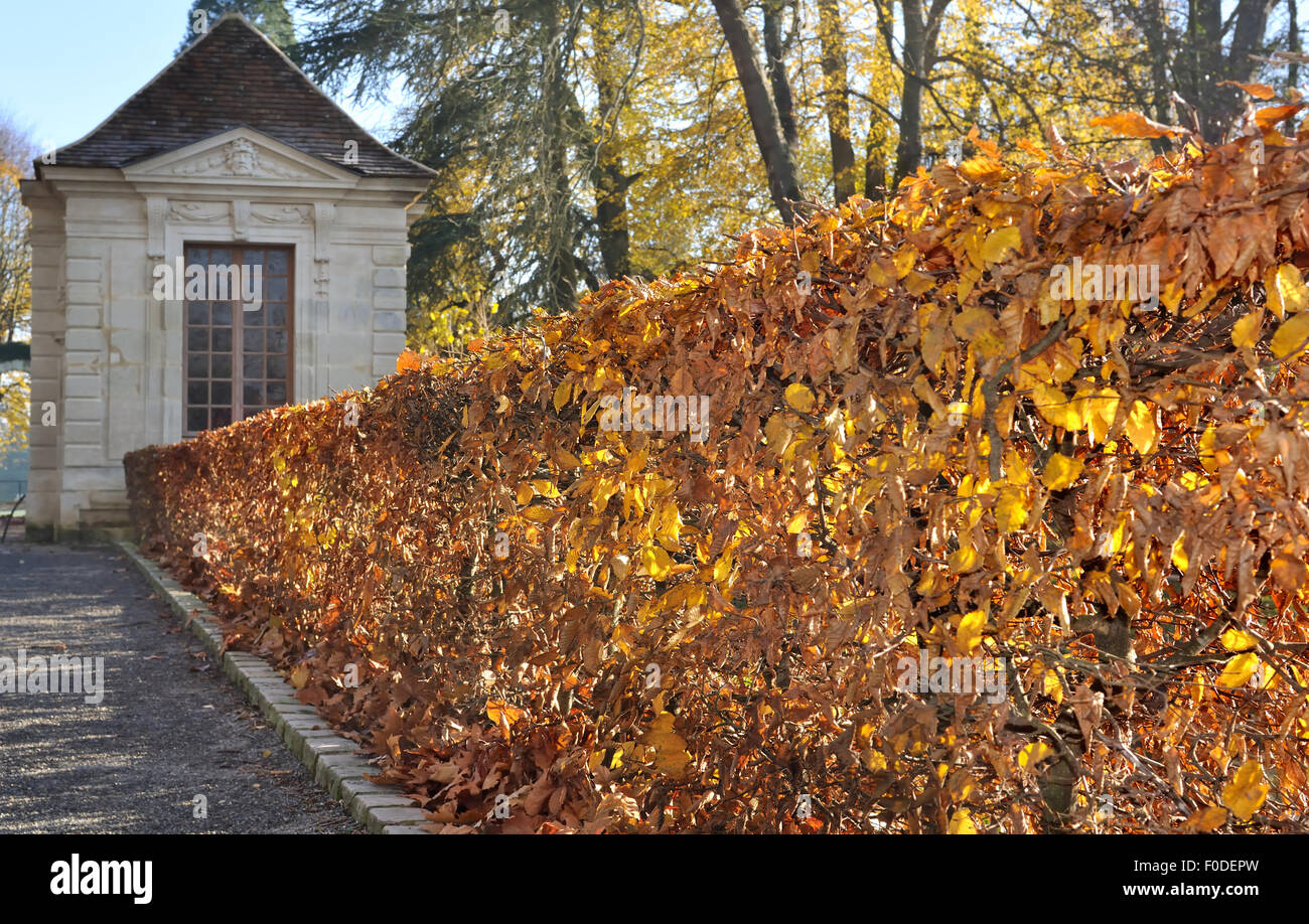 hedge golden foliage in an alley Stock Photo
