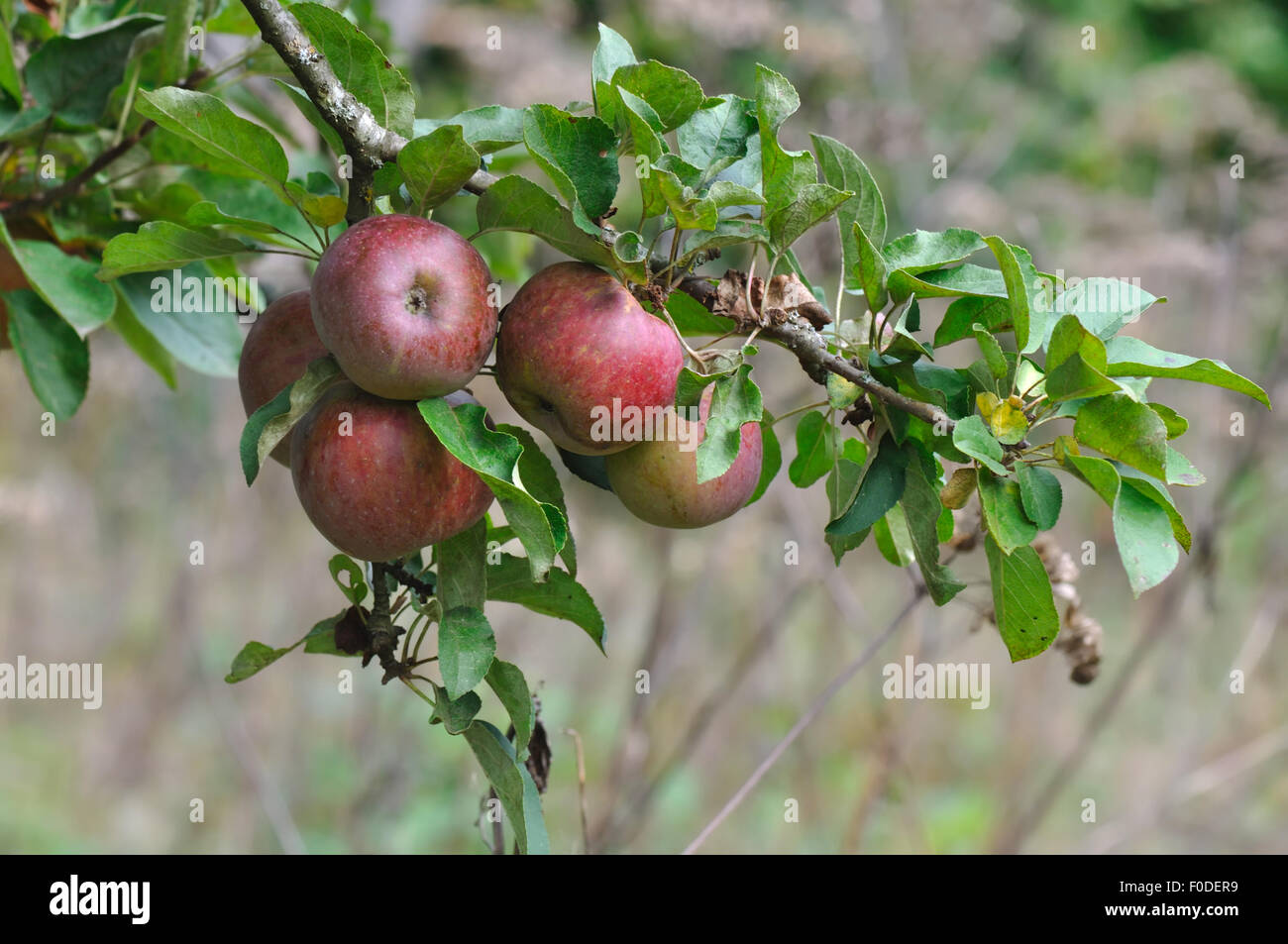 close on red ripe apples on apple tree branch Stock Photo - Alamy