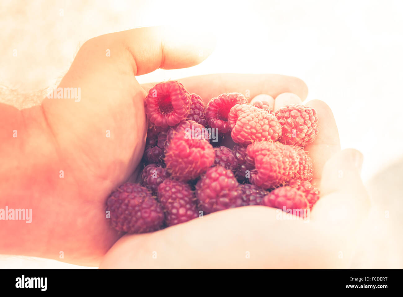 Hands holding red raspberries. Summer bright shot Stock Photo - Alamy