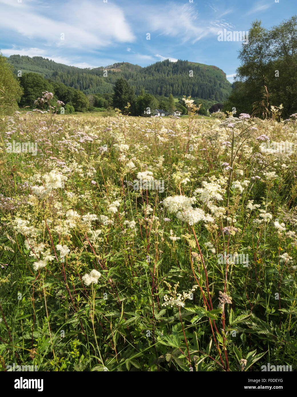 Aberfoyle, Loch Lomond and the Trossachs National Park, Scotland, UK - 13 August 2015: UK weather - this year's unusually wet weather in Scotland has suited damp loving wildflowers. Here the beautiful creamy flowers of Meadowsweet (filipendula ulmaria) are seen alongside pale pink Upright Hedge Parsley (torilis japonica) in a field on the outskirts of Aberfoyle in the Loch Lomond and the Trossachs National Park, Scotland Credit:  kayrtravel/Alamy Live News Stock Photo