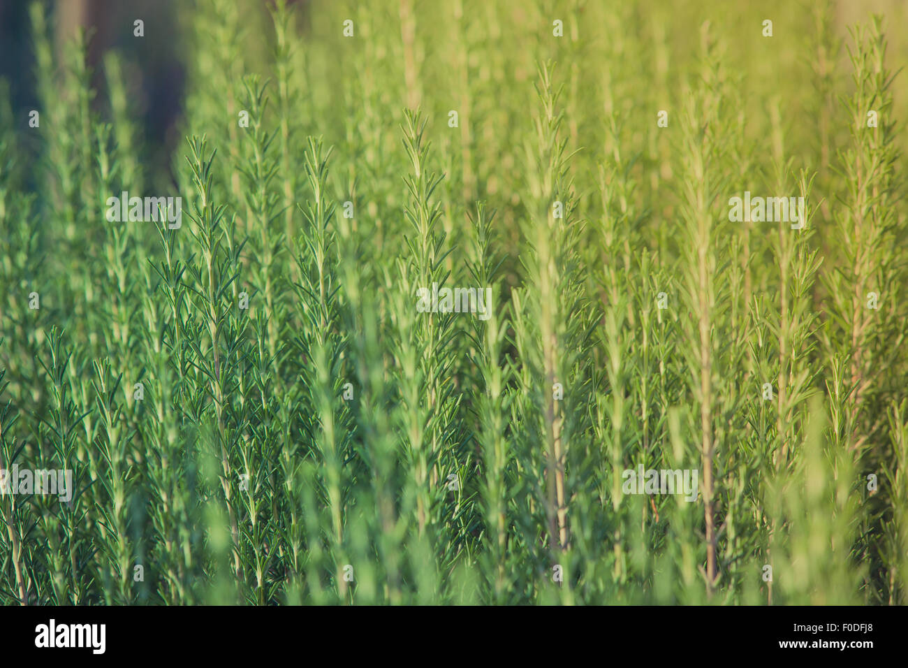 Fresh rosemary herb growing. Horizontal shot Stock Photo Alamy