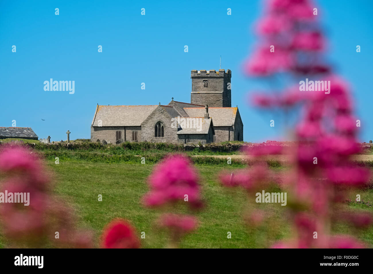 Pink valerian flowers in front of the parish Church of Saint Materiana at Tintagel, Cornwall, England, UK Stock Photo