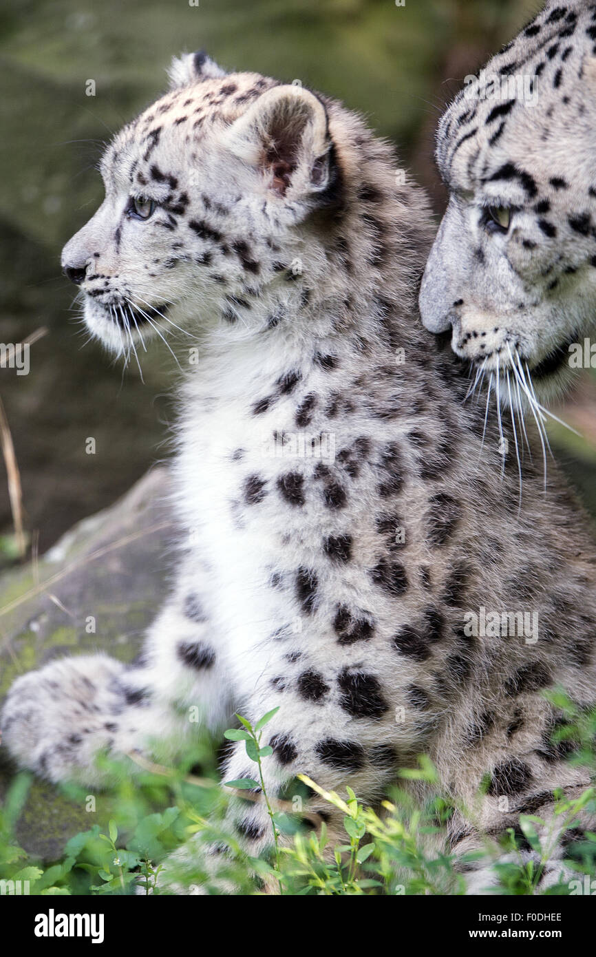 Cologne, Germany. 13th Aug, 2015. The snow leopard mum Siri with her