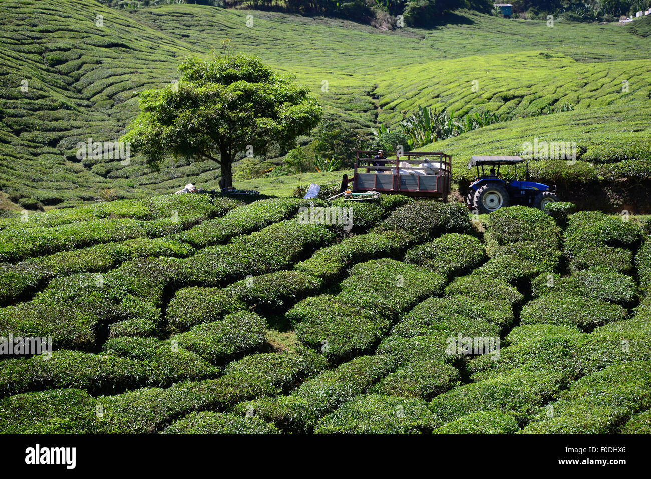 Cameron Highlands Tea Plantation in Pahang Malaysia Stock Photo - Alamy