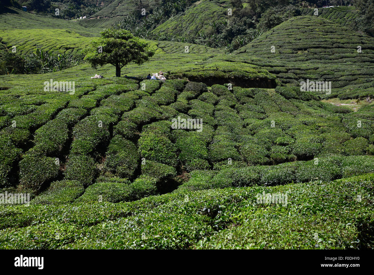 Cameron Highlands Tea Plantation in Pahang Malaysia Stock Photo - Alamy