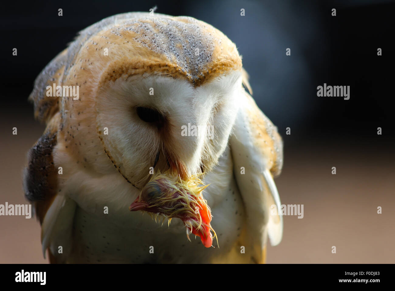 A Barn Owl Eats A Chick Stock Photo 86351555 Alamy