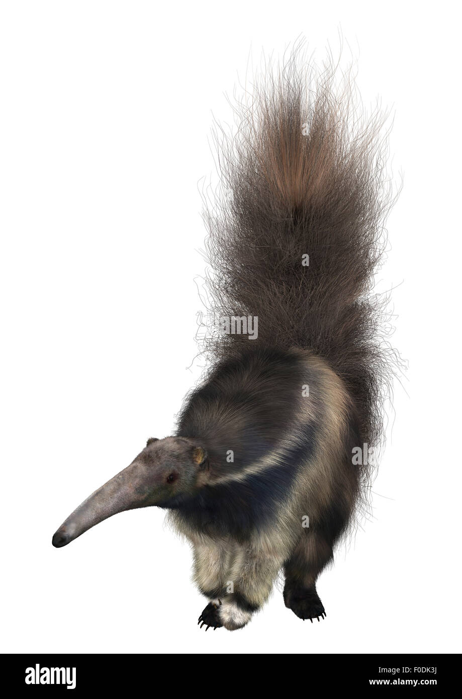 3D Digital Render Of A Giant Anteater Isolated On White Background 3d Digital Render Of A Giant Anteater Isolated On White Background F0DK3J
