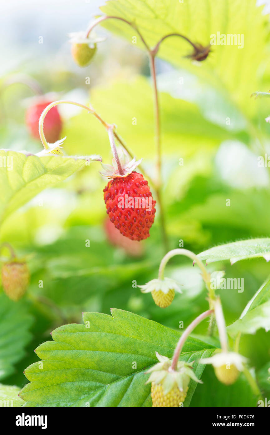 Fragaria vesca. Alpine Strawberry 'Regina' fruit Stock Photo