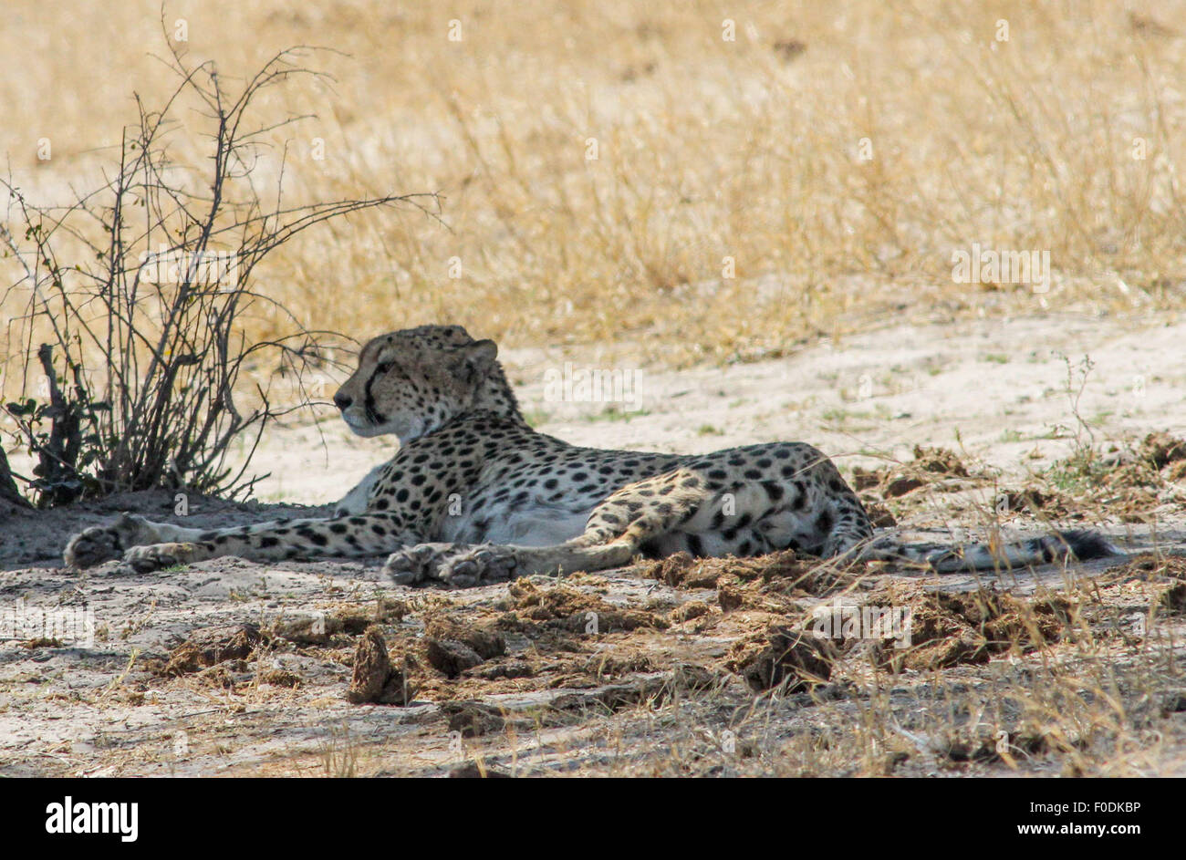 (150813) -- HARARE, Aug. 13 (Xinhua) -- A cheetah rests in Hwange National Park, western Zimbabwe, Aug. 6, 2015. Zimbabwe has lifted a ban on big game hunting which lasted for barely ten days after the killing of Cecil the lion by an American dentist last month. The Zimbabwe National Parks and Wildlife Management Authority imposed the ban on Aug. 1 in areas surrounding Hwange National Park in the wake of international outcry over the illegal killing of the iconic Cecil who was a major tourist attraction. (Xinhua/Stringer) Stock Photo