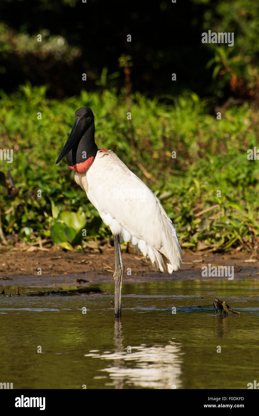 Tuiuiu is a bird that is the symbol of the Pantanal of Mato Grosso Stock Photo