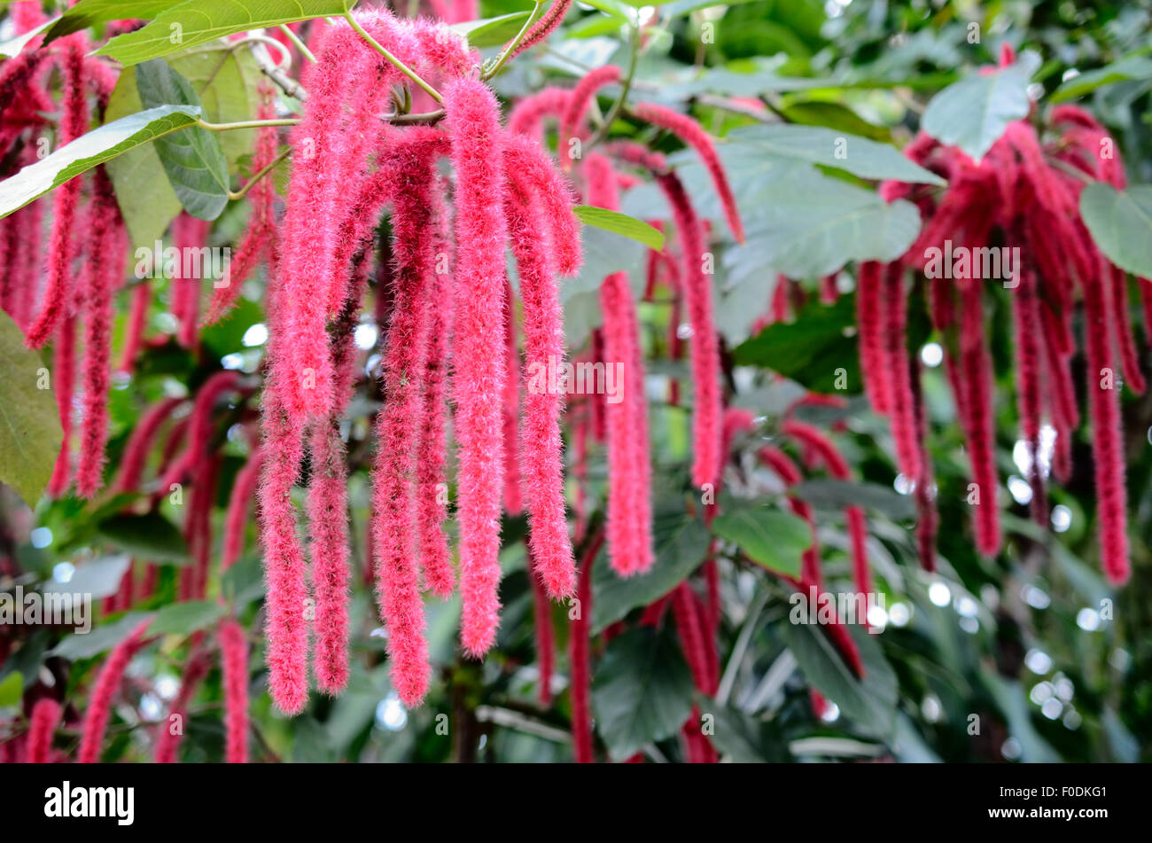 Chenille plant, flowers of Acalypha hispida, horizontal photo Stock Photo