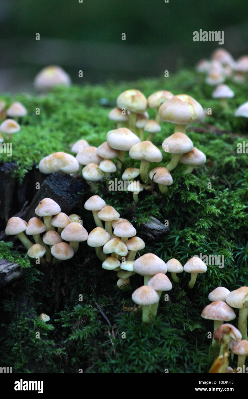 A clump of honey fungus on a tree stump in South-East England Stock Photo