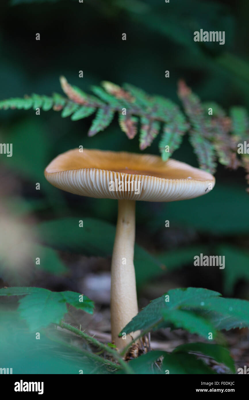 A tawny grisette mushroom Stock Photo