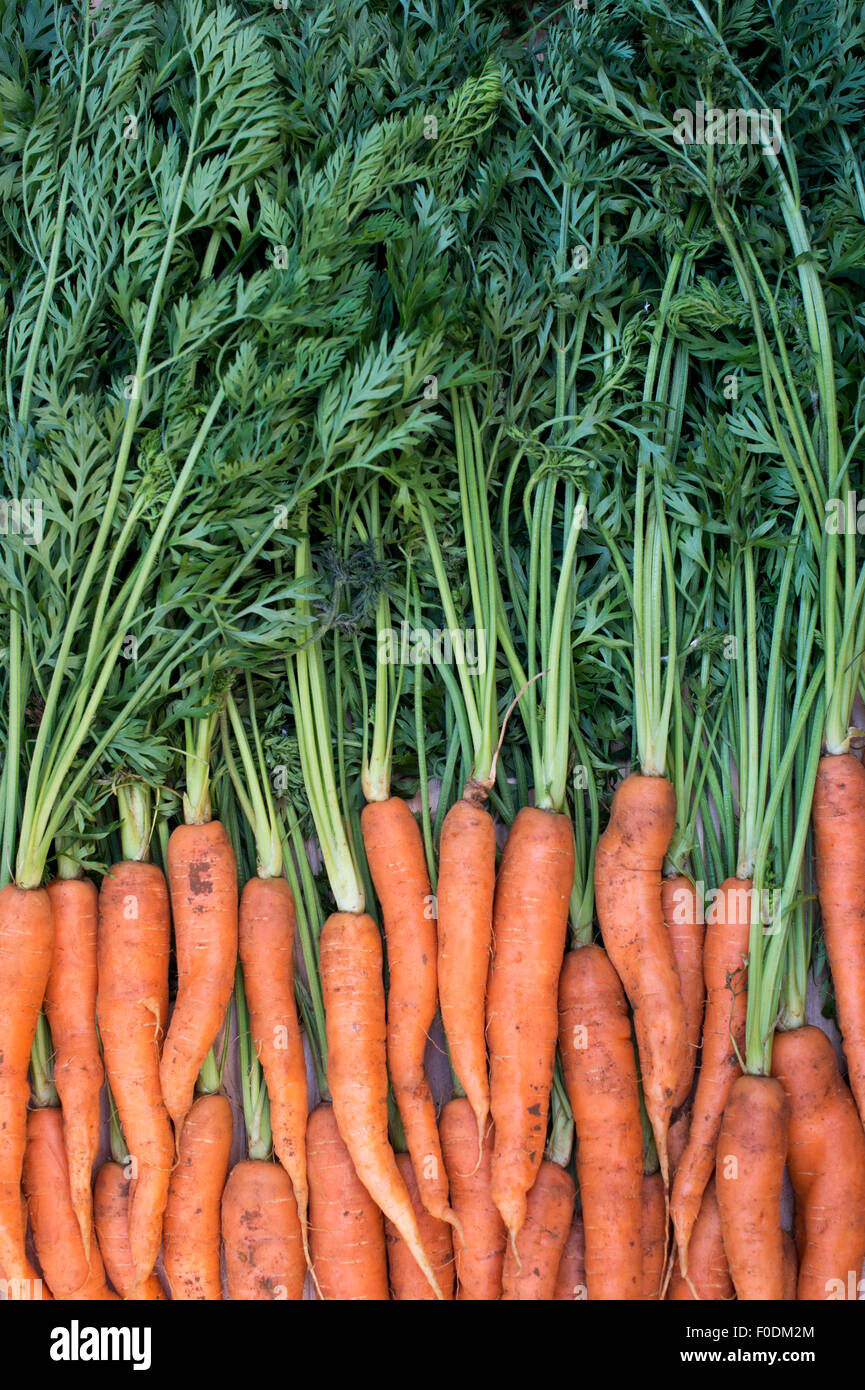 Daucus carota. Freshly dug organic carrots Stock Photo